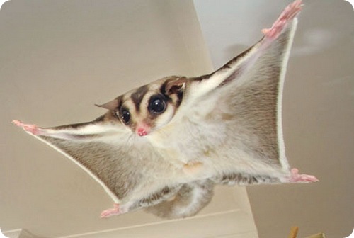 Сумчатая летяга