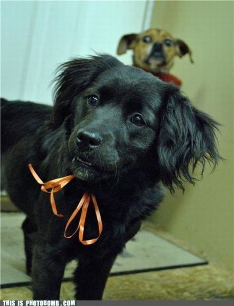 Герои второго плана или как правильно испортить фотографию