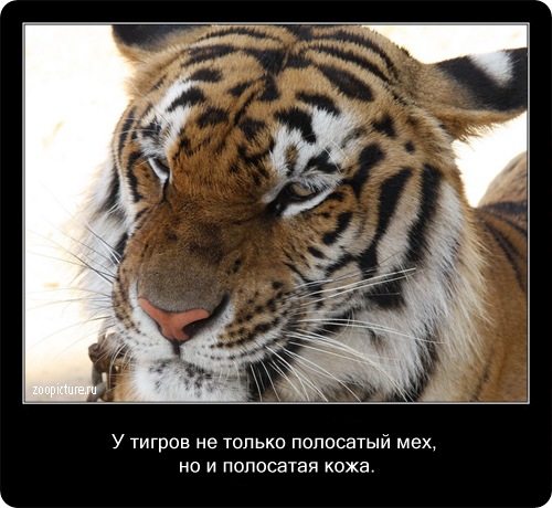 Интересные факты о животных