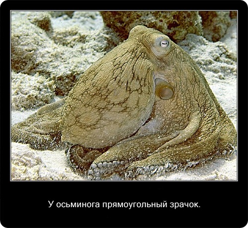 Интересные факты о животных