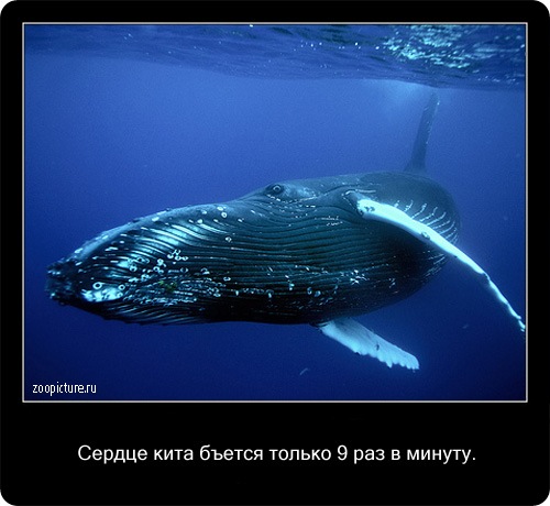 Интересные факты о животных