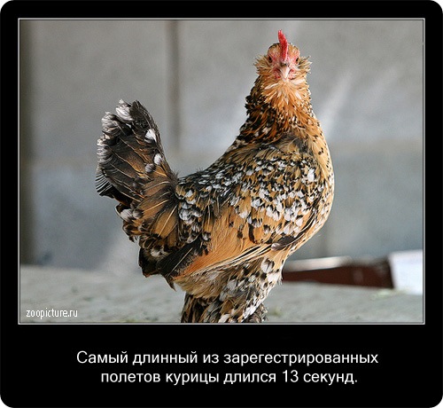 Интересные факты о животных