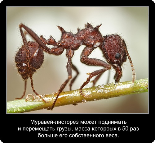 Интересные факты о животных