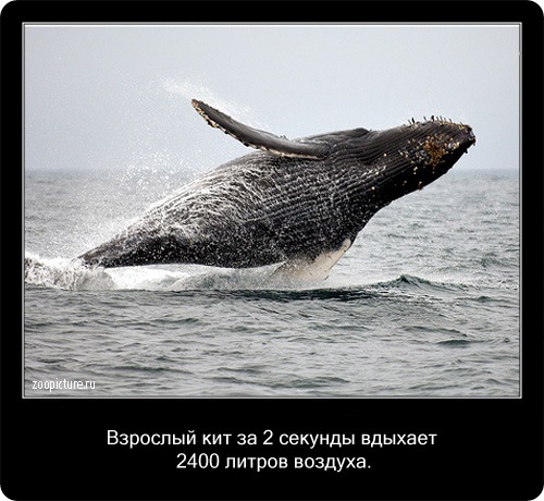 Интересные факты о животных