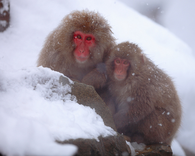 Снежные обезьяны Японии 2012