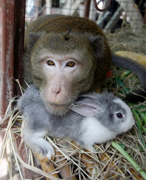 Необычная дружба среди животных