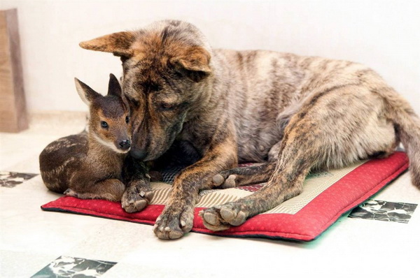 Необычная дружба среди животных