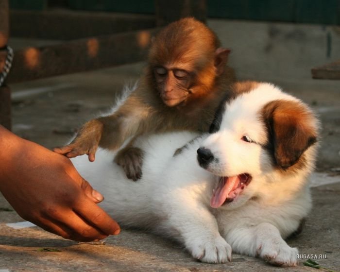 Необычная дружба среди животных