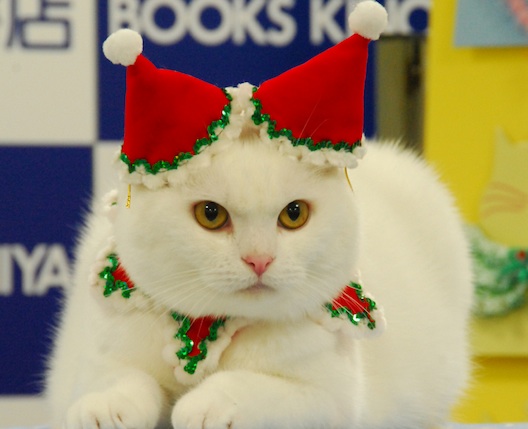 Кошачья мода по-японски