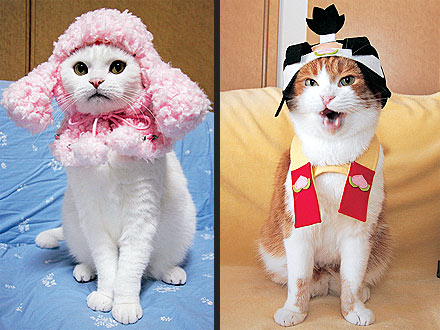Кошачья мода по-японски