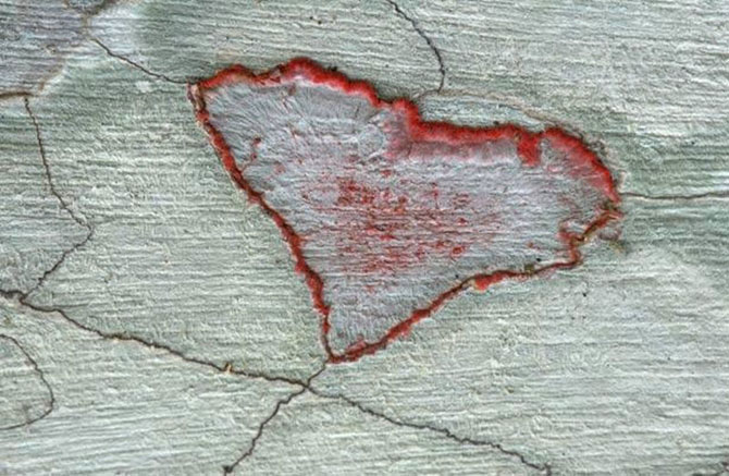 Сердца планеты или от природы с любовью Сердца планеты или от природы с любовью