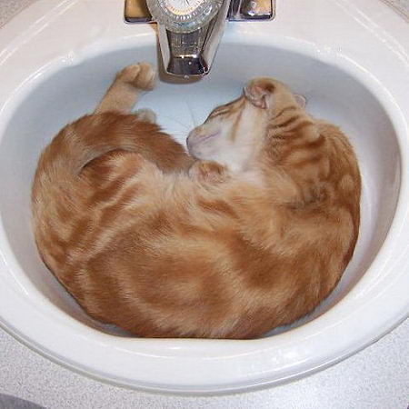 Как спят коты и кошки