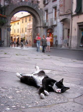 Как спят коты и кошки