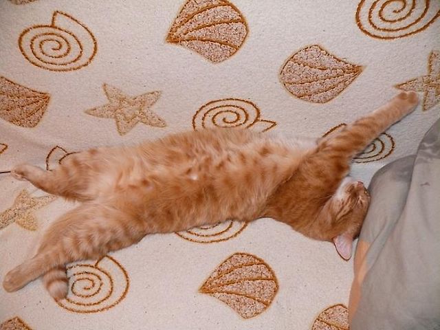 Как спят коты и кошки