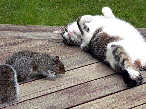 Как спят коты и кошки