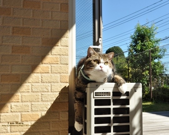 Знаменитый любитель коробок Знаменитый любитель коробок