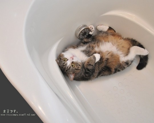 Знаменитый любитель коробок Знаменитый любитель коробок