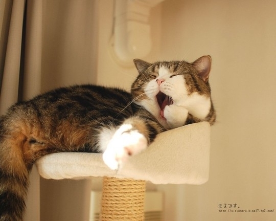 Знаменитый любитель коробок Знаменитый любитель коробок