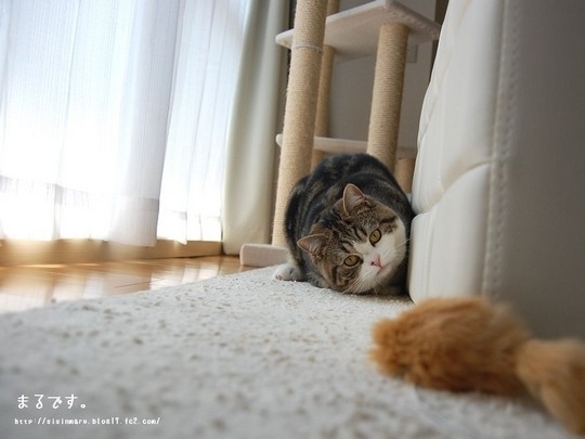 Знаменитый любитель коробок Знаменитый любитель коробок