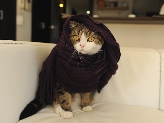 Знаменитый любитель коробок Знаменитый любитель коробок