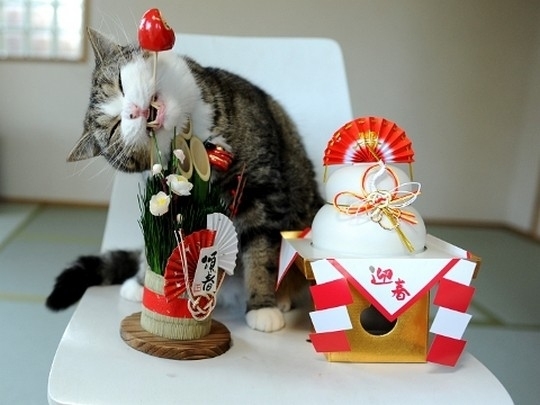 Знаменитый любитель коробок Знаменитый любитель коробок