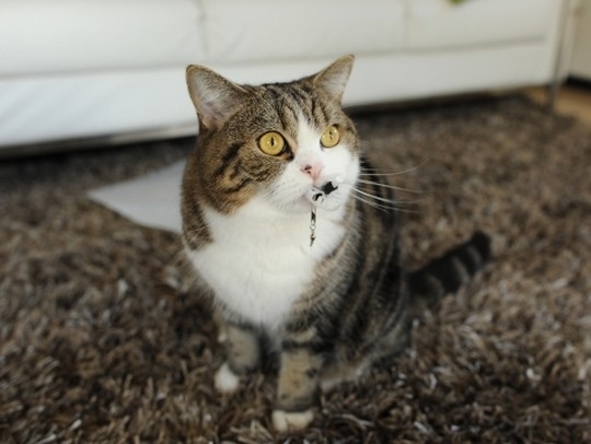 Знаменитый любитель коробок Знаменитый любитель коробок