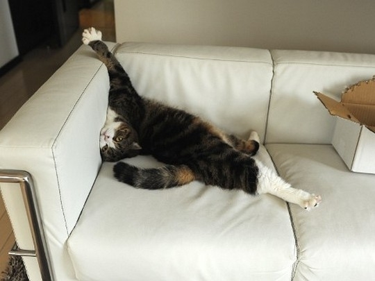 Знаменитый любитель коробок Знаменитый любитель коробок