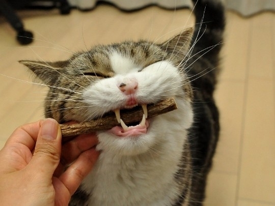 Знаменитый любитель коробок Знаменитый любитель коробок