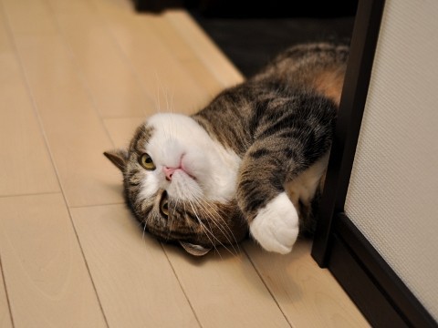 Знаменитый любитель коробок Знаменитый любитель коробок