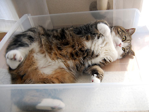 Знаменитый любитель коробок Знаменитый любитель коробок