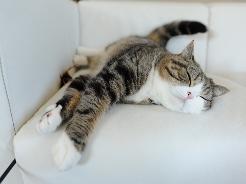 Знаменитый любитель коробок Знаменитый любитель коробок