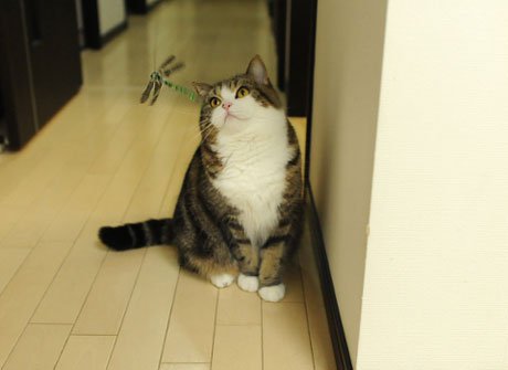 Знаменитый любитель коробок Знаменитый любитель коробок