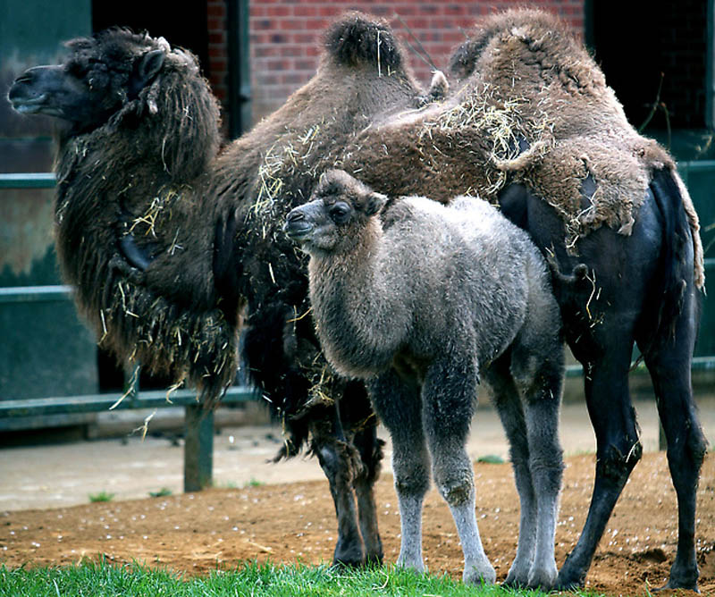 Детеныши животных. Часть 1