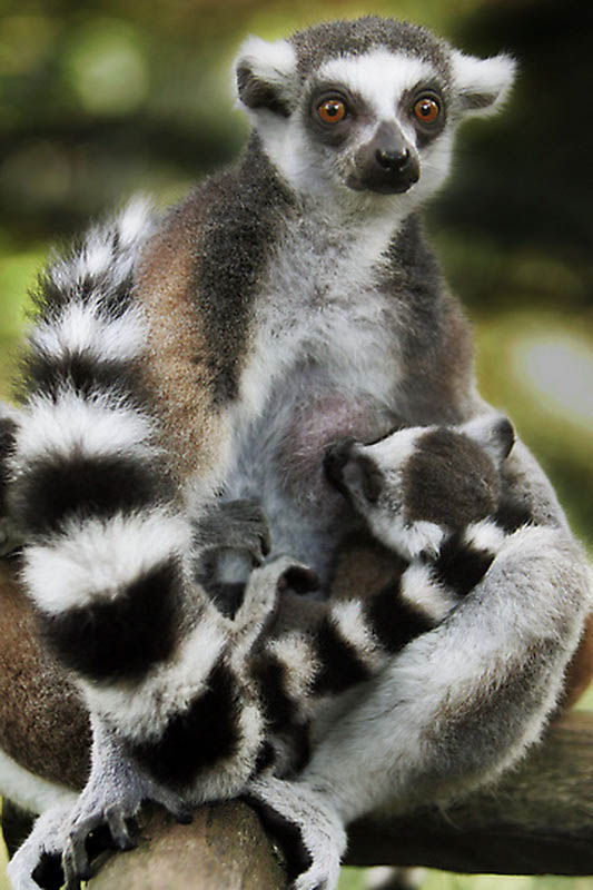 Детеныши животных. Часть 1