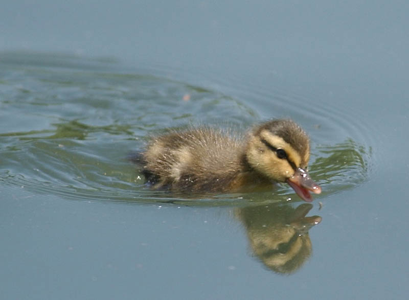 Детеныши животных. Часть 1