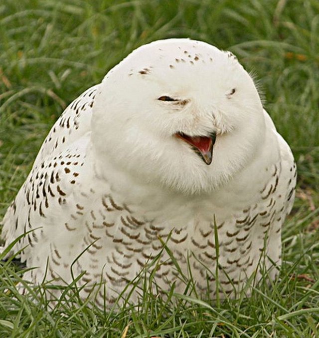 совы смешное улыбаются животные птицы