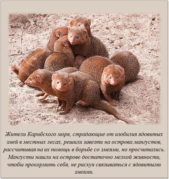 Интересные факты