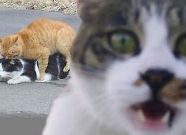 Животные испортившие фото. Или наоборот? =)