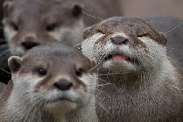 Животные испортившие фото. Или наоборот? =)