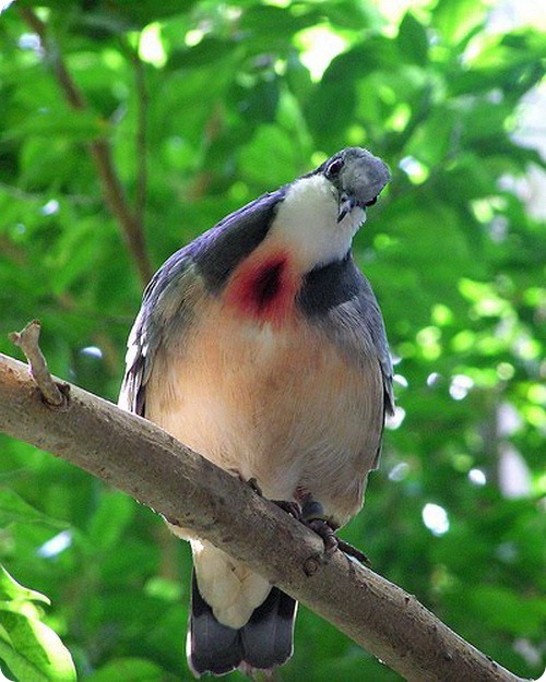 Лусонские кровавые голуби