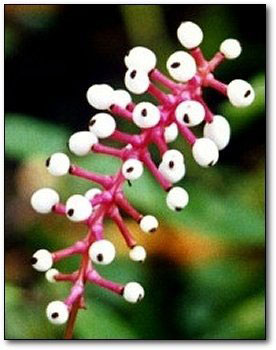 Самые жуткие растения нашей планеты Самые жуткие растения нашей планеты