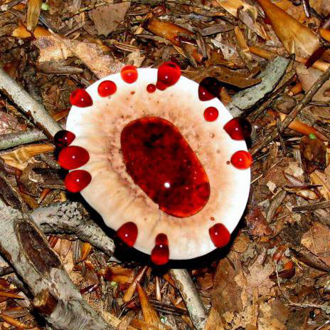 Самые жуткие растения нашей планеты Самые жуткие растения нашей планеты