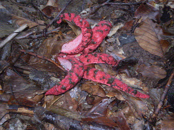 Самые жуткие растения нашей планеты Самые жуткие растения нашей планеты