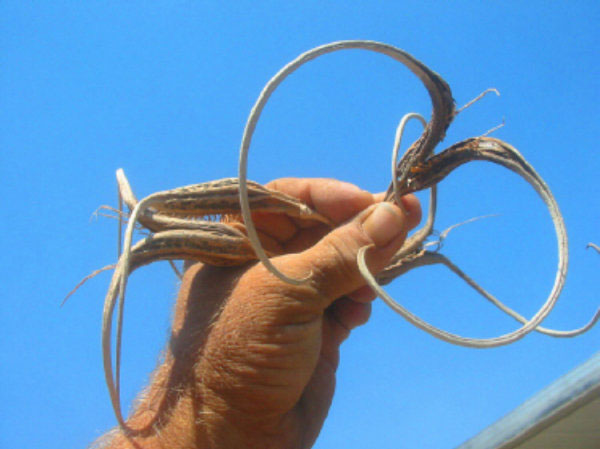 Самые жуткие растения нашей планеты Самые жуткие растения нашей планеты