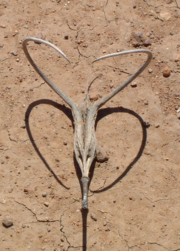 Самые жуткие растения нашей планеты Самые жуткие растения нашей планеты