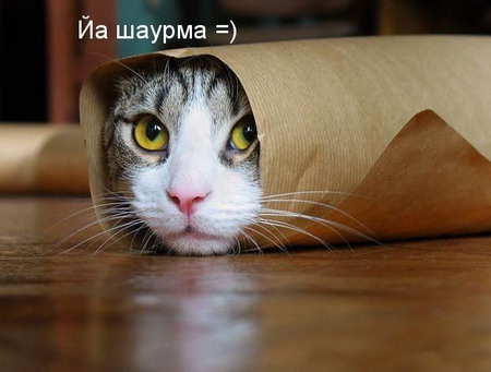 Юмор по-кошачьи