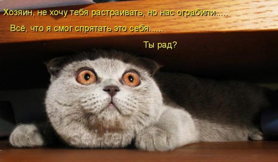 Юмор по-кошачьи