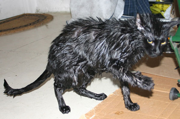 Юмор по-кошачьи