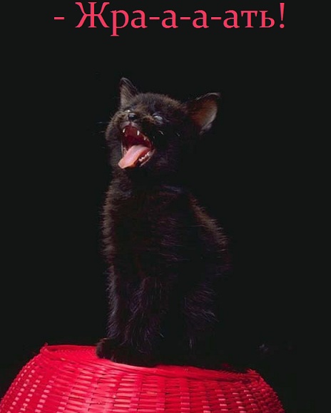 Юмор по-кошачьи