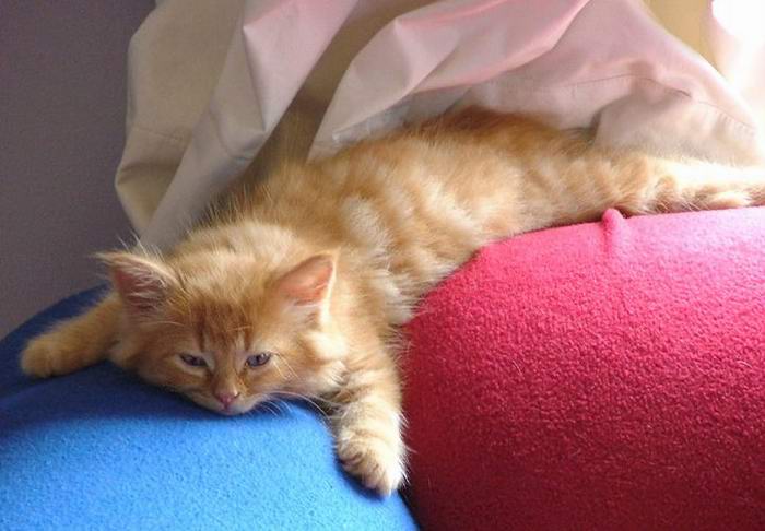 Юмор по-кошачьи